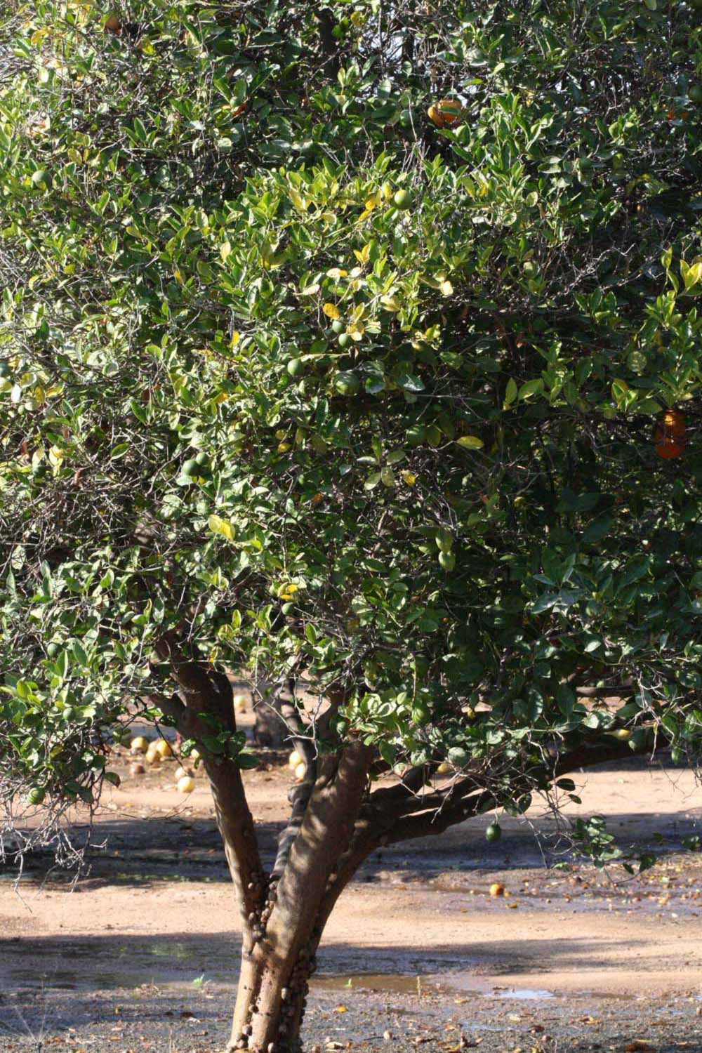            Habit (Riverside, CA)   